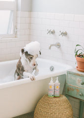 (No Fragrance) Super Sensitive™ Puppy + Dog + Kitty Conditioner